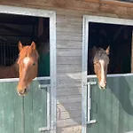 Equi Guidance 3*