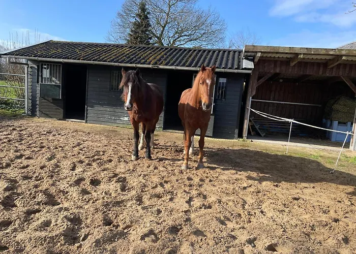 Equi Guidance Wapenveld